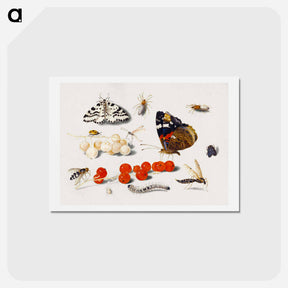 アートポストカード-Butterfly, Caterpillar, Moth, Insects, and Currants
 - ヤン ファン ケッセル Postcard.