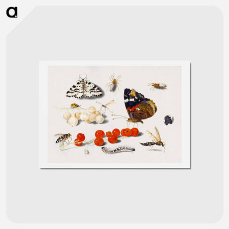 アートポストカード-Butterfly, Caterpillar, Moth, Insects, and Currants
 - ヤン ファン ケッセル Postcard.