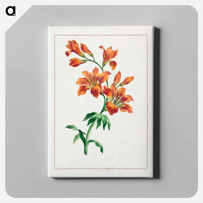 アートパネル-Large Orange Lily
 - ジョン エドワーズ Canvas.