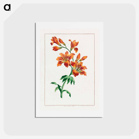 アートポストカード-Large Orange Lily
 - ジョン エドワーズ Postcard.