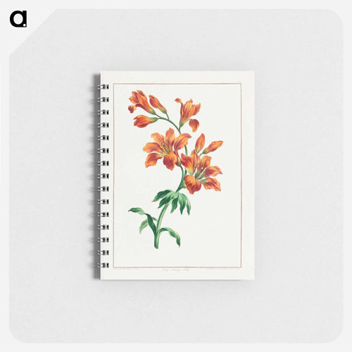 Large Orange Lily
 - ジョン エドワーズ Memo.