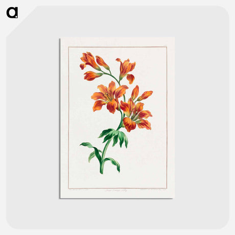 アートポストカード-Large Orange Lily
 - ジョン エドワーズ Postcard.
