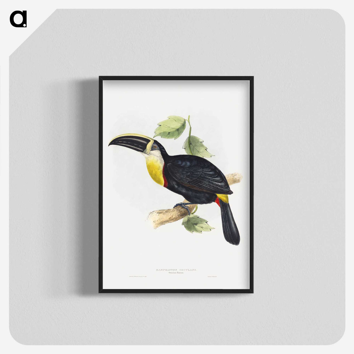 1-5_John-Gould_blk-crop