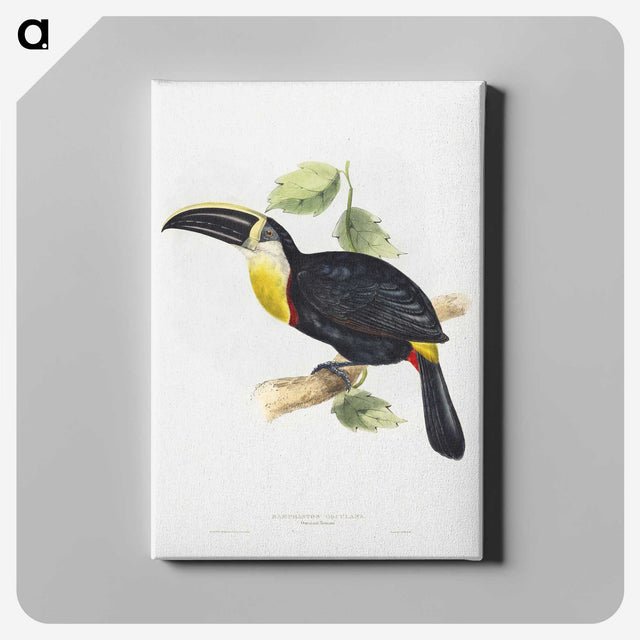 1-5_John-Gould_canvas