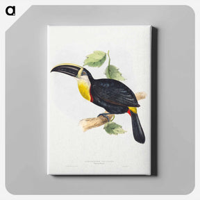 アートパネル-Osculant Toucan
 - ジョン グールド Canvas.