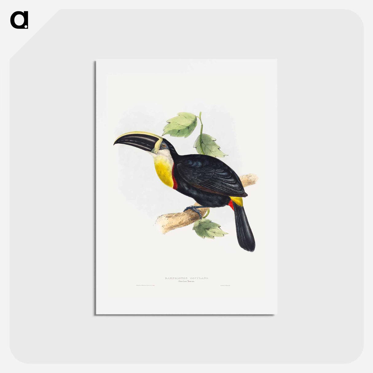 アートポストカード-Osculant Toucan
 - ジョン グールド Postcard.