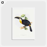 アートポストカード-Osculant Toucan
 - ジョン グールド Postcard.