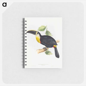 アートメモ帳-Osculant Toucan
 - ジョン グールド Memo.