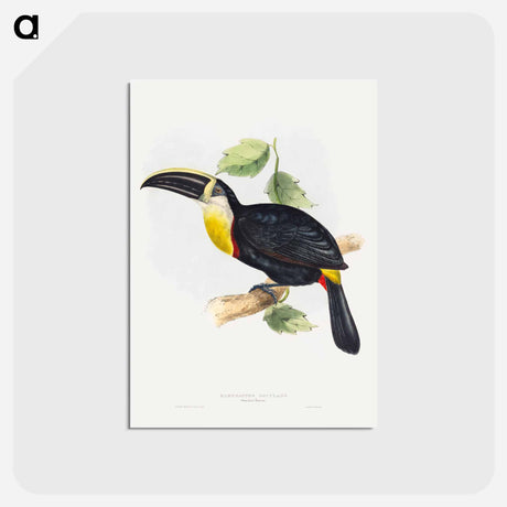 アートポストカード-Osculant Toucan
 - ジョン グールド Postcard.