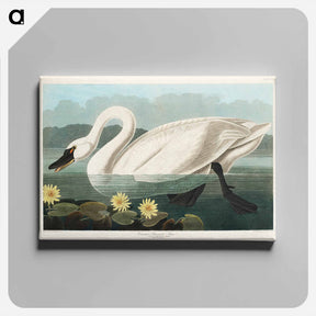 アートパネル-Common American Swan
 - ジョン ジェームス オーデュボン Canvas.