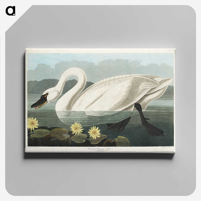 1-5_John-James-Audubon_canvas