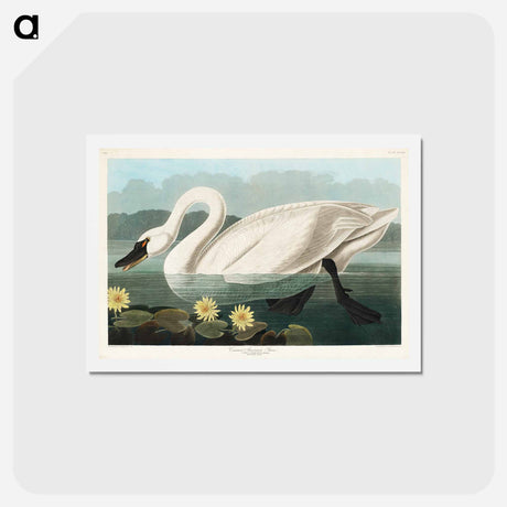 アートポストカード-Common American Swan
 - ジョン ジェームス オーデュボン Postcard.