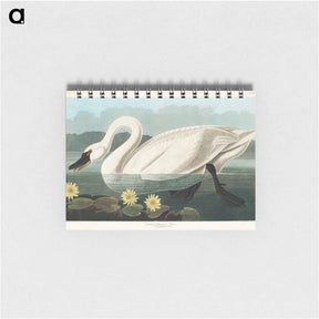 アートメモ帳-Common American Swan
 - ジョン ジェームス オーデュボン Memo.