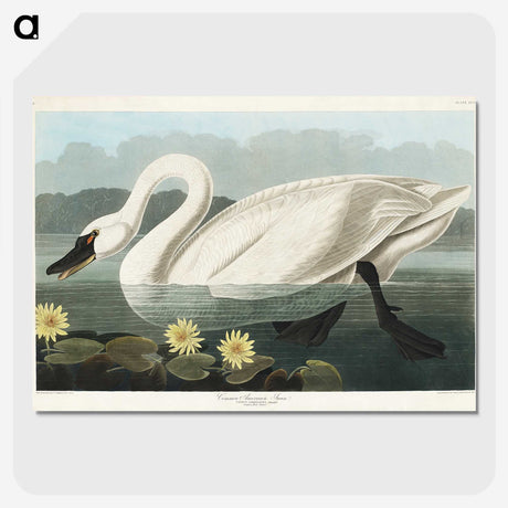 1-5_John-James-Audubon_picture-crop