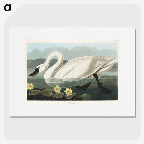 1-5_John-James-Audubon_picture