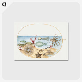 1-5_Joris-Hoefnagel_postcard