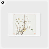 Insects and Flowers
 - ジュ リアン Postcard.