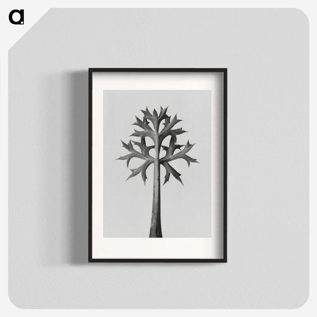 1-5_Karl-Blossfeldt_blk