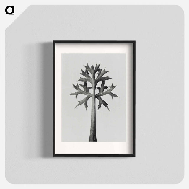 アートポスター-Eryngium Bourgatii leaves enlarged 5 times from Urformen der Kunst by Karl Blossfeldt - カール ブロスフェルト Poster.