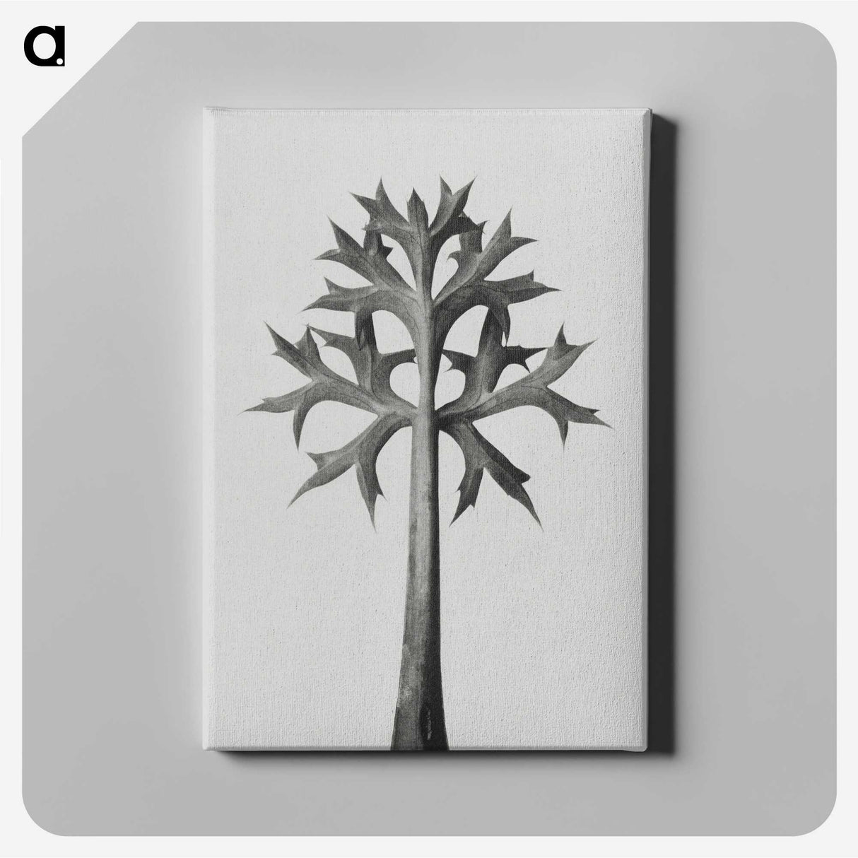 1-5_Karl-Blossfeldt_canvas