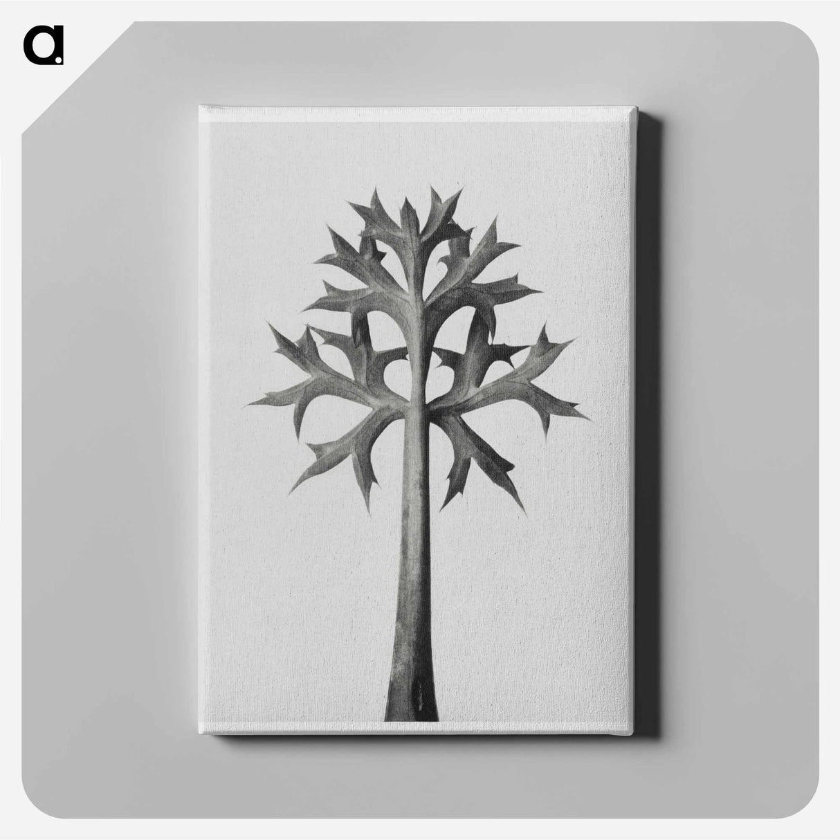 Eryngium Bourgatii leaves enlarged 5 times from Artwork by Karl Blossfeldt - Karl Blossfeldt Canvas.