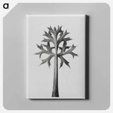 Eryngium Bourgatii leaves enlarged 5 times from Artwork by Karl Blossfeldt - Karl Blossfeldt Canvas.