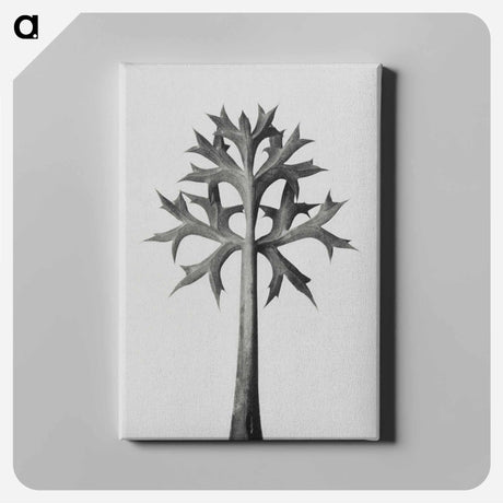アートパネル-Eryngium Bourgatii leaves enlarged 5 times from Urformen der Kunst by Karl Blossfeldt - カール ブロスフェルト Canvas.