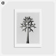 アートポストカード-Eryngium Bourgatii leaves enlarged 5 times from Urformen der Kunst by Karl Blossfeldt - カール ブロスフェルト Postcard.
