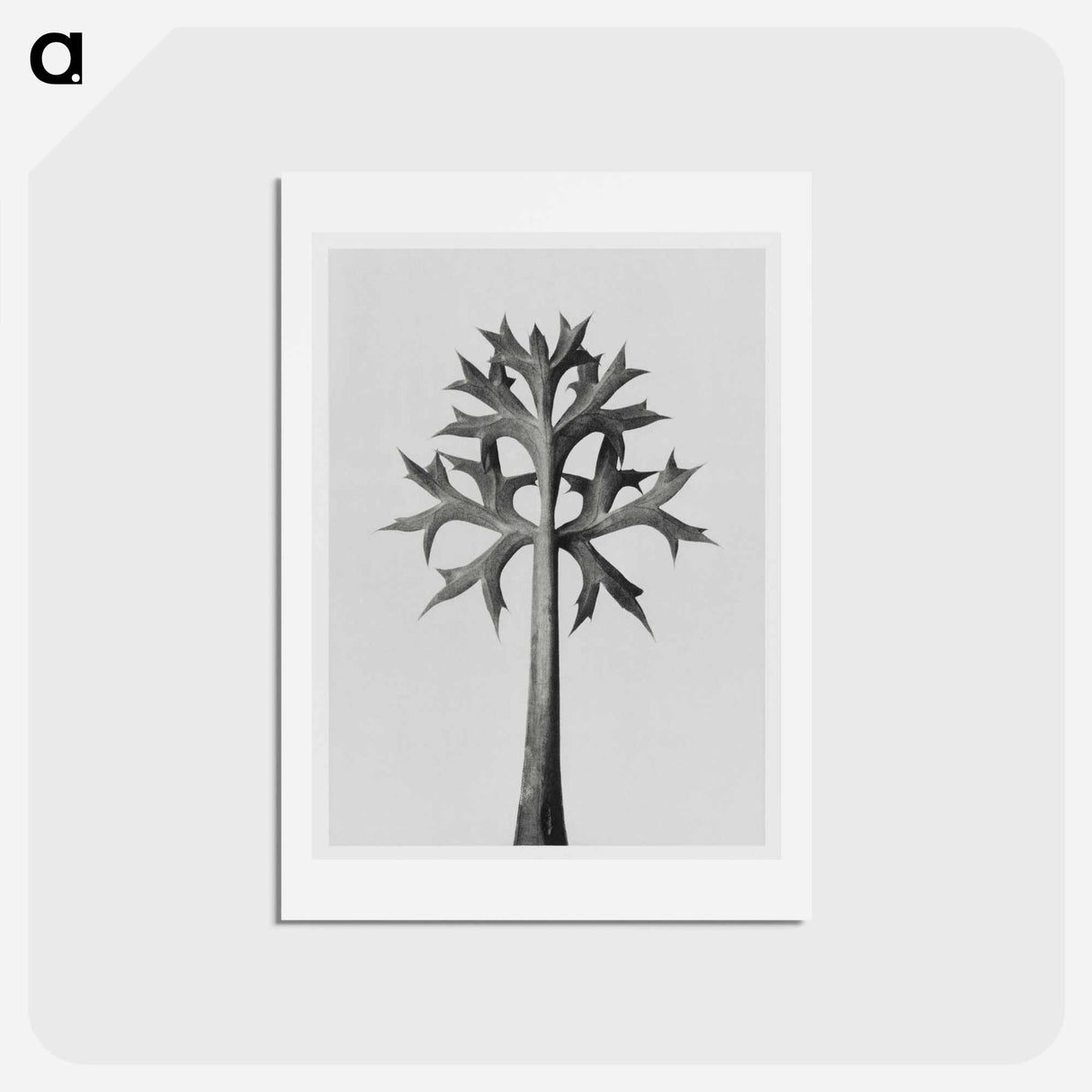 アートポストカード-Eryngium Bourgatii leaves enlarged 5 times from Urformen der Kunst by Karl Blossfeldt - カール ブロスフェルト Postcard.