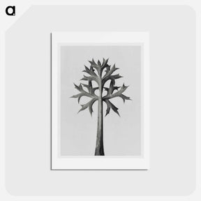 アートポストカード-Eryngium Bourgatii leaves enlarged 5 times from Urformen der Kunst by Karl Blossfeldt - カール ブロスフェルト Postcard.