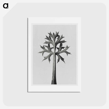 アートポストカード-Eryngium Bourgatii leaves enlarged 5 times from Urformen der Kunst by Karl Blossfeldt - カール ブロスフェルト Postcard.