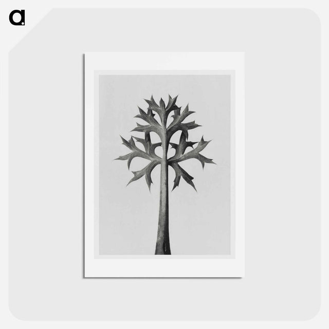 アートポストカード-Eryngium Bourgatii leaves enlarged 5 times from Urformen der Kunst by Karl Blossfeldt - カール ブロスフェルト Postcard.