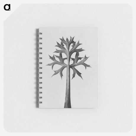 アートメモ帳-Eryngium Bourgatii leaves enlarged 5 times from Urformen der Kunst by Karl Blossfeldt - カール ブロスフェルト Memo.