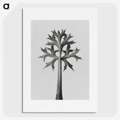 1-5_Karl-Blossfeldt_picture