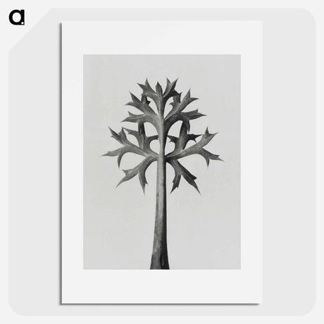 アートポスター-Eryngium Bourgatii leaves enlarged 5 times from Urformen der Kunst by Karl Blossfeldt - カール ブロスフェルト Poster.
