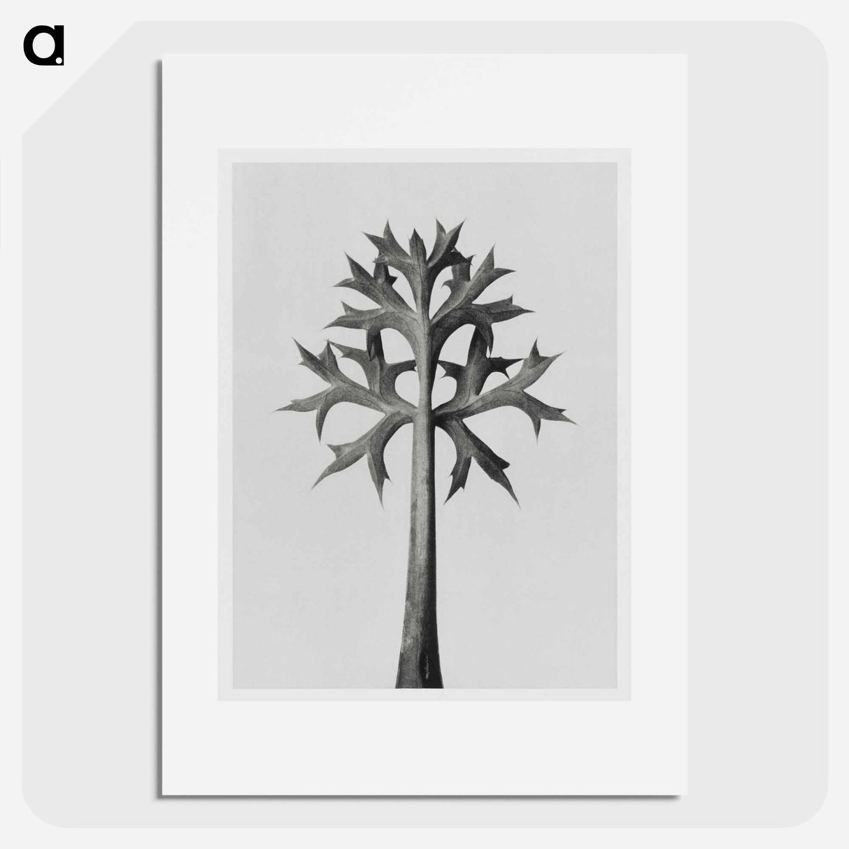 Eryngium Bourgatii leaves enlarged 5 times from Artwork by Karl Blossfeldt - Karl Blossfeldt Poster.