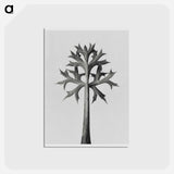 アートポストカード-Eryngium Bourgatii leaves enlarged 5 times from Urformen der Kunst by Karl Blossfeldt - カール ブロスフェルト Postcard.