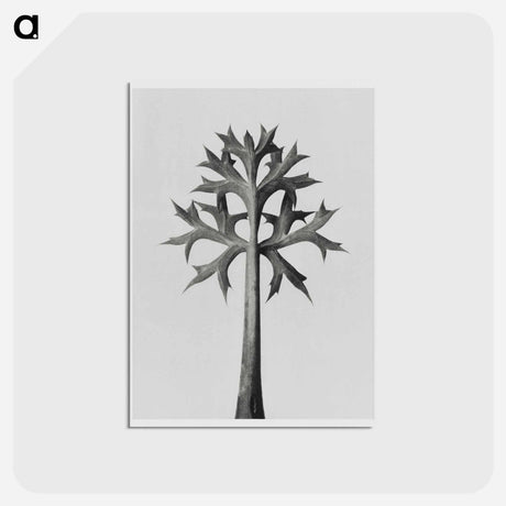 アートポストカード-Eryngium Bourgatii leaves enlarged 5 times from Urformen der Kunst by Karl Blossfeldt - カール ブロスフェルト Postcard.