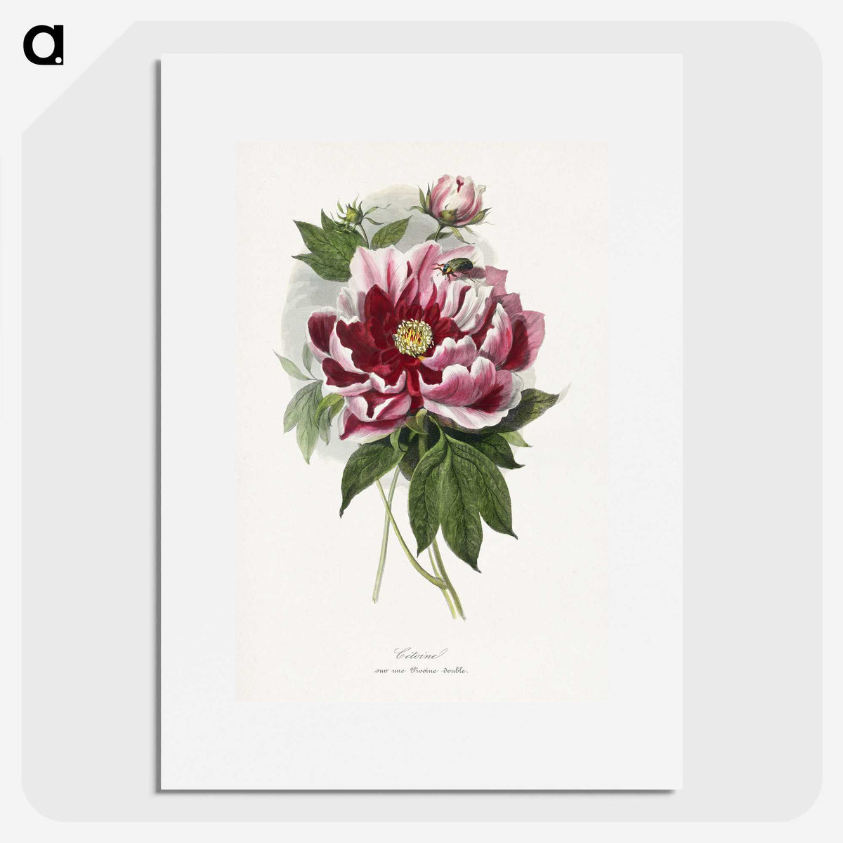 1-5_Le-Jardin-des-Plantes_picture