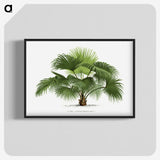 1-5_Les-Palmiers-Histoire-Iconographique_blk-crop