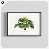 1-5_Les-Palmiers-Histoire-Iconographique_blk