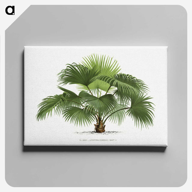 1-5_Les-Palmiers-Histoire-Iconographique_canvas