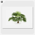 1-5_Les-Palmiers-Histoire-Iconographique_picture