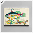 アートパネル-Moluccan Marine Life
 - ルイ ルナール Canvas.
