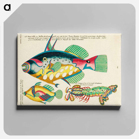アートパネル-Moluccan Marine Life
 - ルイ ルナール Canvas.