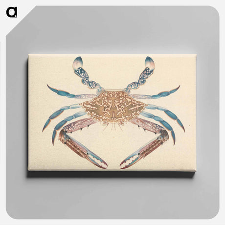 アートパネル-Blue Crab
 - ルイージ バルガーニ Canvas.