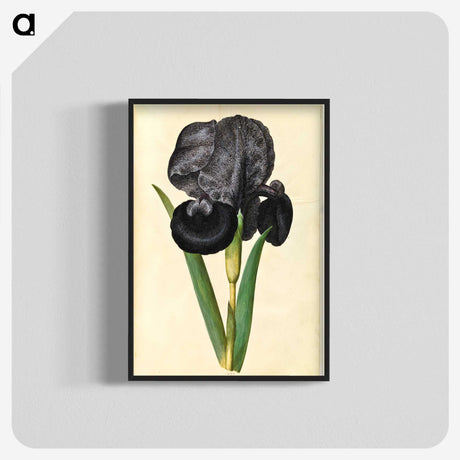 1-5_Maria-Sibylla-Merian_blk-crop