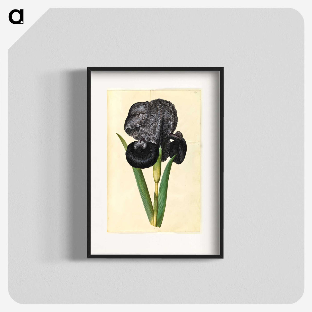 1-5_Maria-Sibylla-Merian_blk