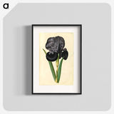 1-5_Maria-Sibylla-Merian_blk