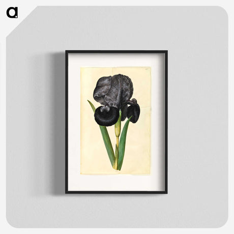 1-5_Maria-Sibylla-Merian_blk